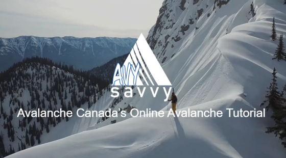 Capture AvySavvy EN 2